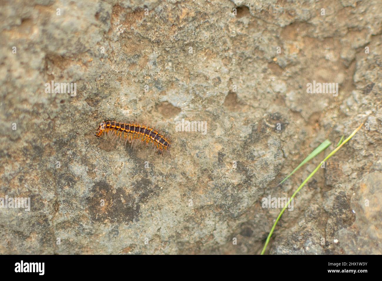 Tausendfüßler auf dem Felsen. Selektiver Fokus verwendet. Tausendfüßler sind längliche Insekten mit einem Paar Beinen pro Körpersegment. Die Tausendfüßler sind giftig. Stockfoto