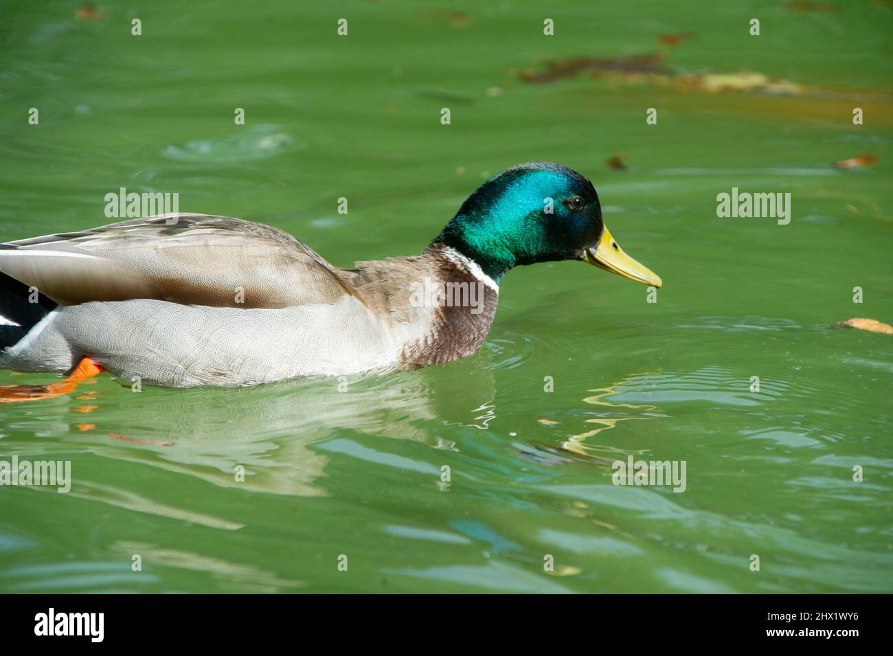15-märz-2021 die Stockente Anas platyrhynchos ist eine taumelnde Ente. Mallard Duck Male Tauchen im Wasser. Stockfoto
