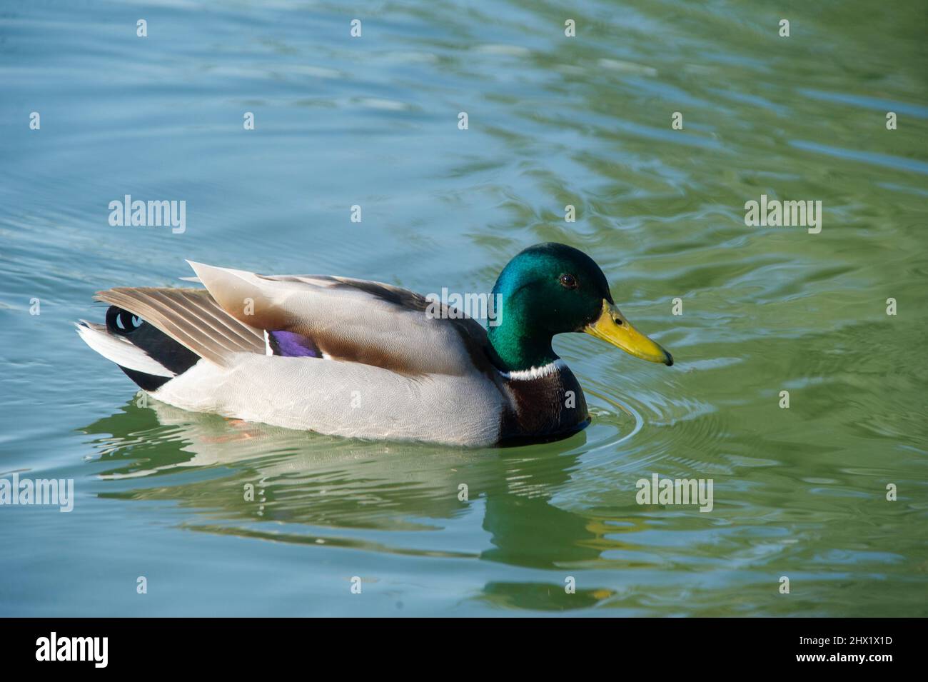 15-märz-2021 die Stockente Anas platyrhynchos ist eine taumelnde Ente. Mallard Duck Male Tauchen im Wasser. Stockfoto