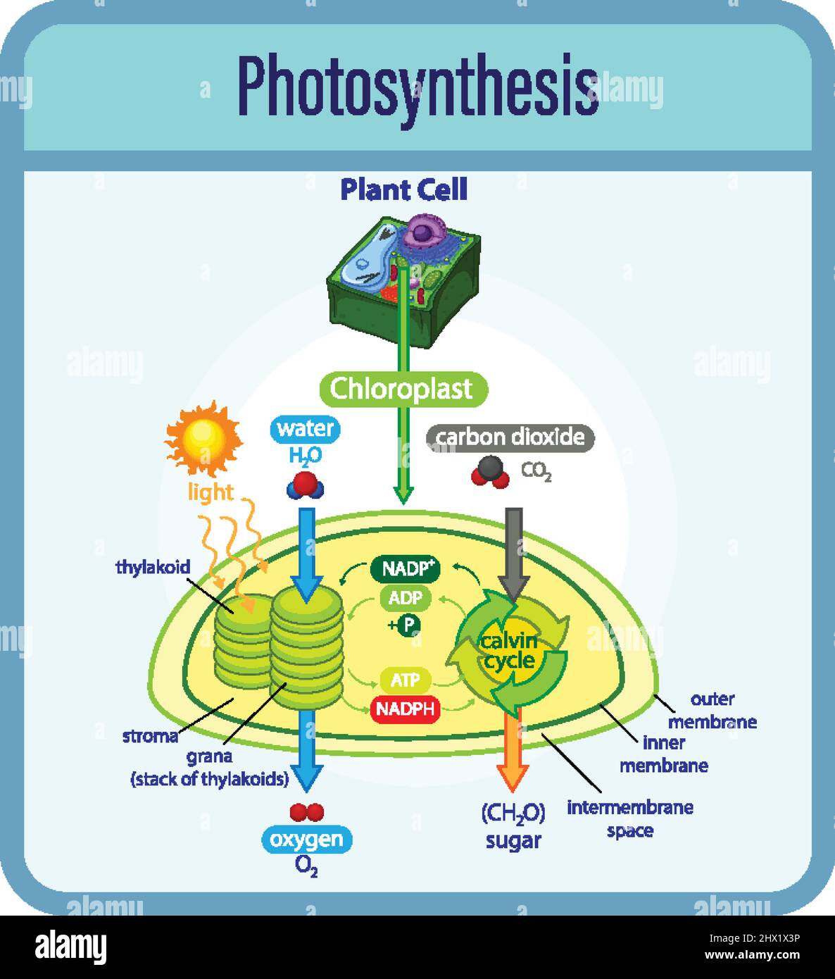 Diagramm, das den Prozess der Photosynthese mit Pflanzen- und Zelldarstellung zeigt Stock Vektor