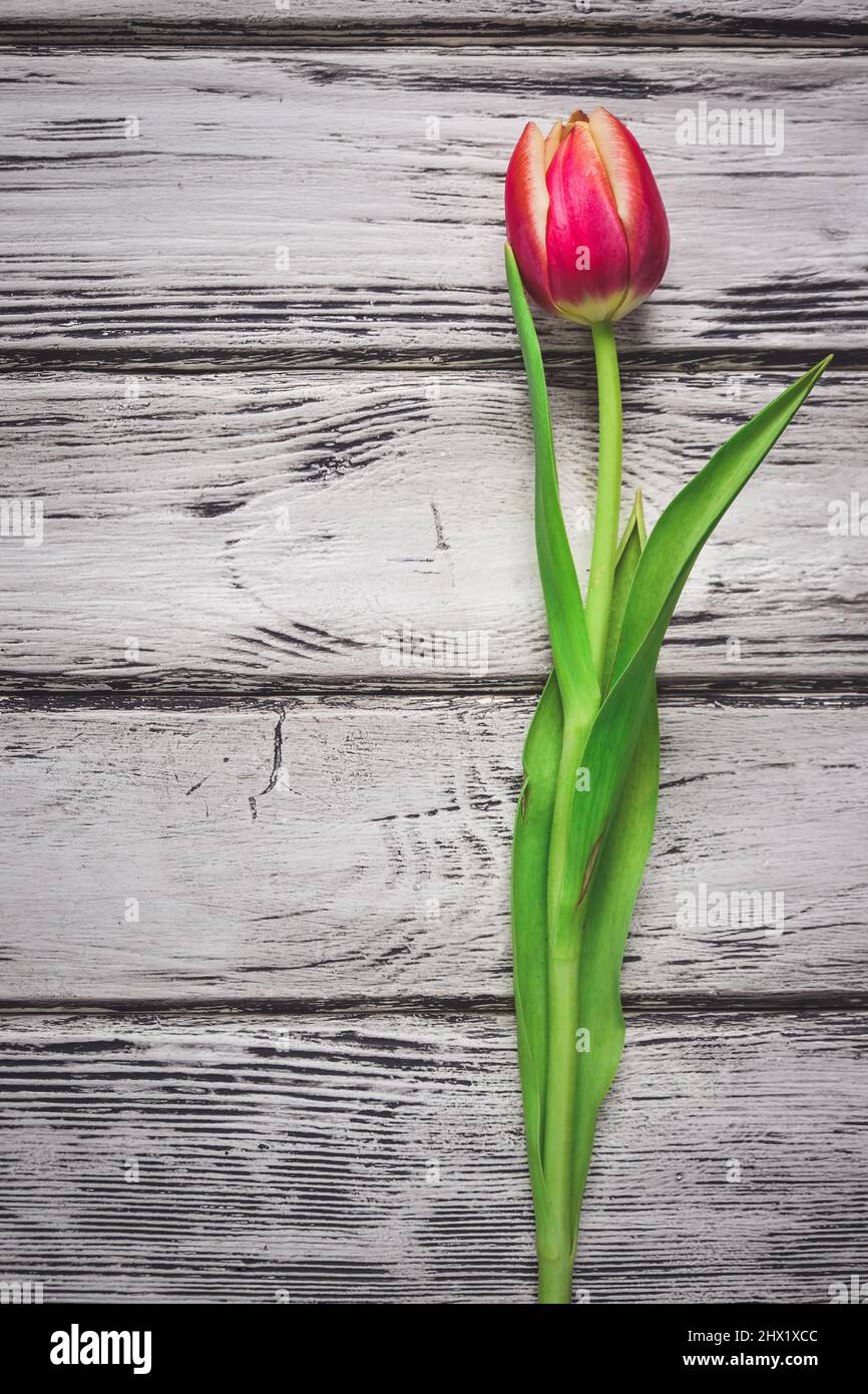 Farbenfroher Blumenhintergrund. Rot-gelbe Tulpen auf einer Holzstruktur. Stockfoto