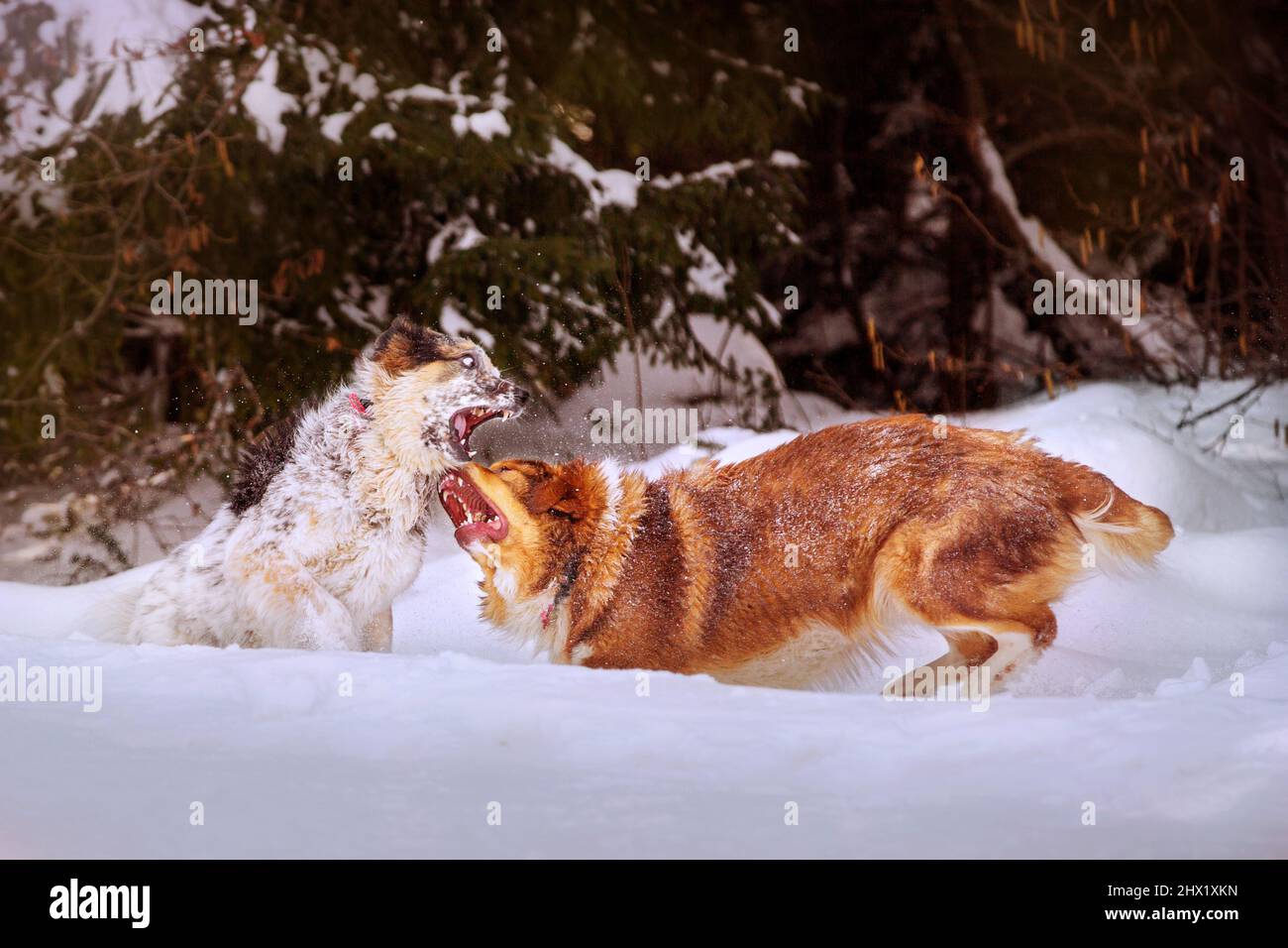 Zwei Hunde, die draußen im Schnee rauh spielen Stockfoto