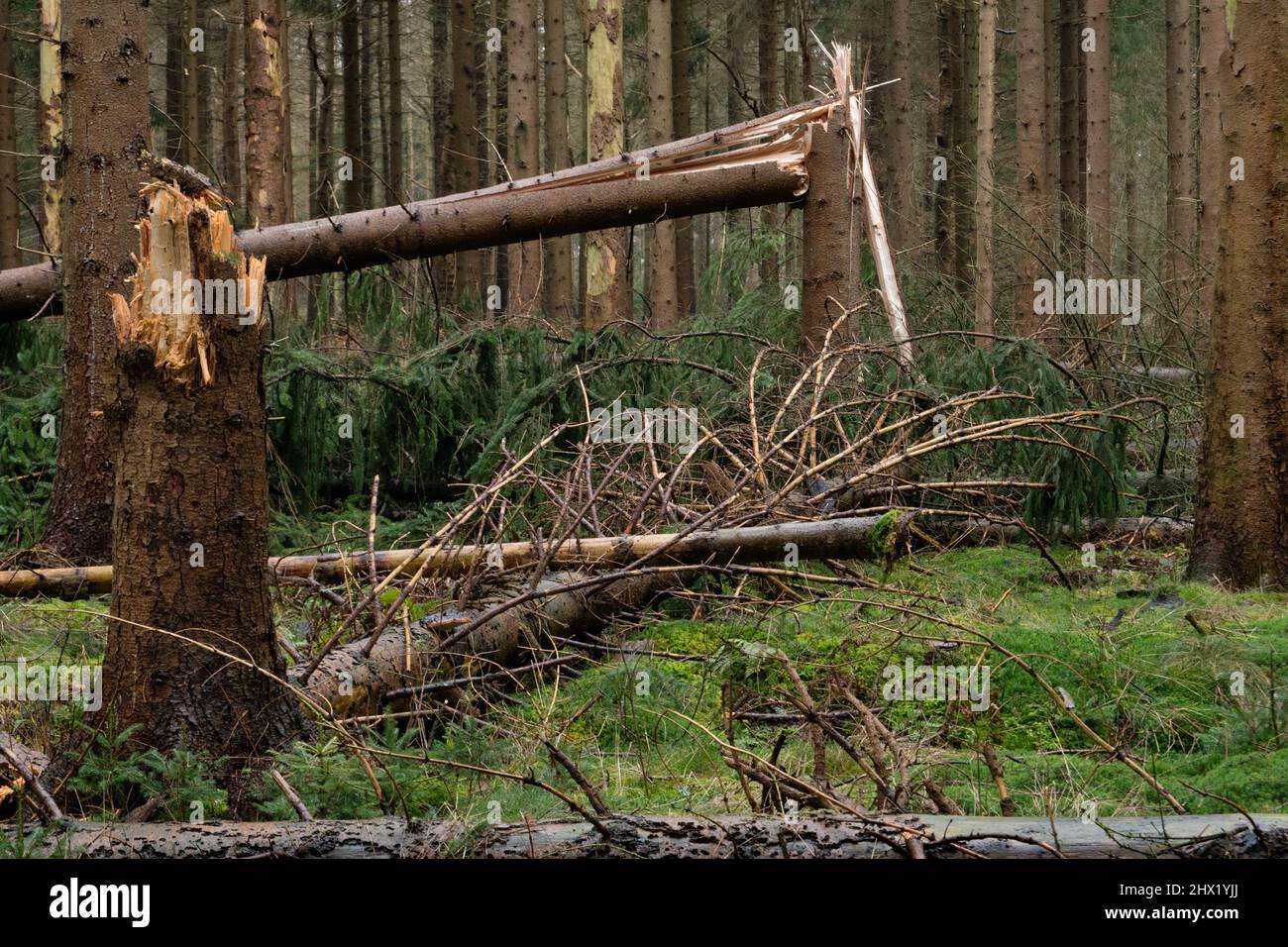 Sturmschäden im Wald: Überall kaputte Bäume Stockfoto