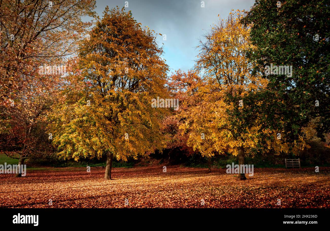 Sonnenbeschienene Herbstbäume, umgeben von heruntergefallenen Blättern, in einem britischen Park. Stockfoto