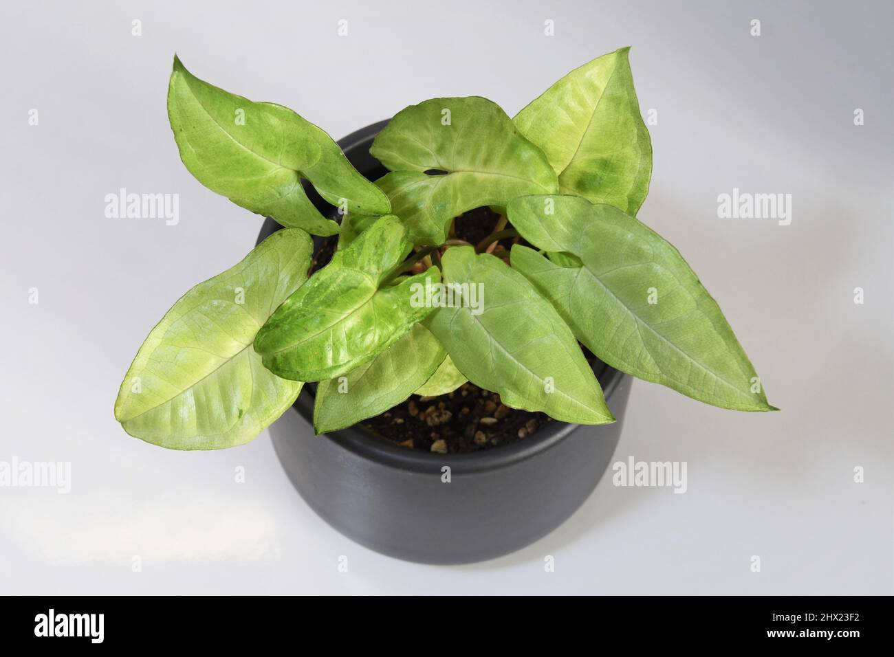 Syngonium podophyllum, weißer Schmetterling, Zimmerpflanze mit grünen und weißen Blättern. Pflanze isoliert auf weißem Hintergrund, von oben, in einem schwarzen Topf Stockfoto