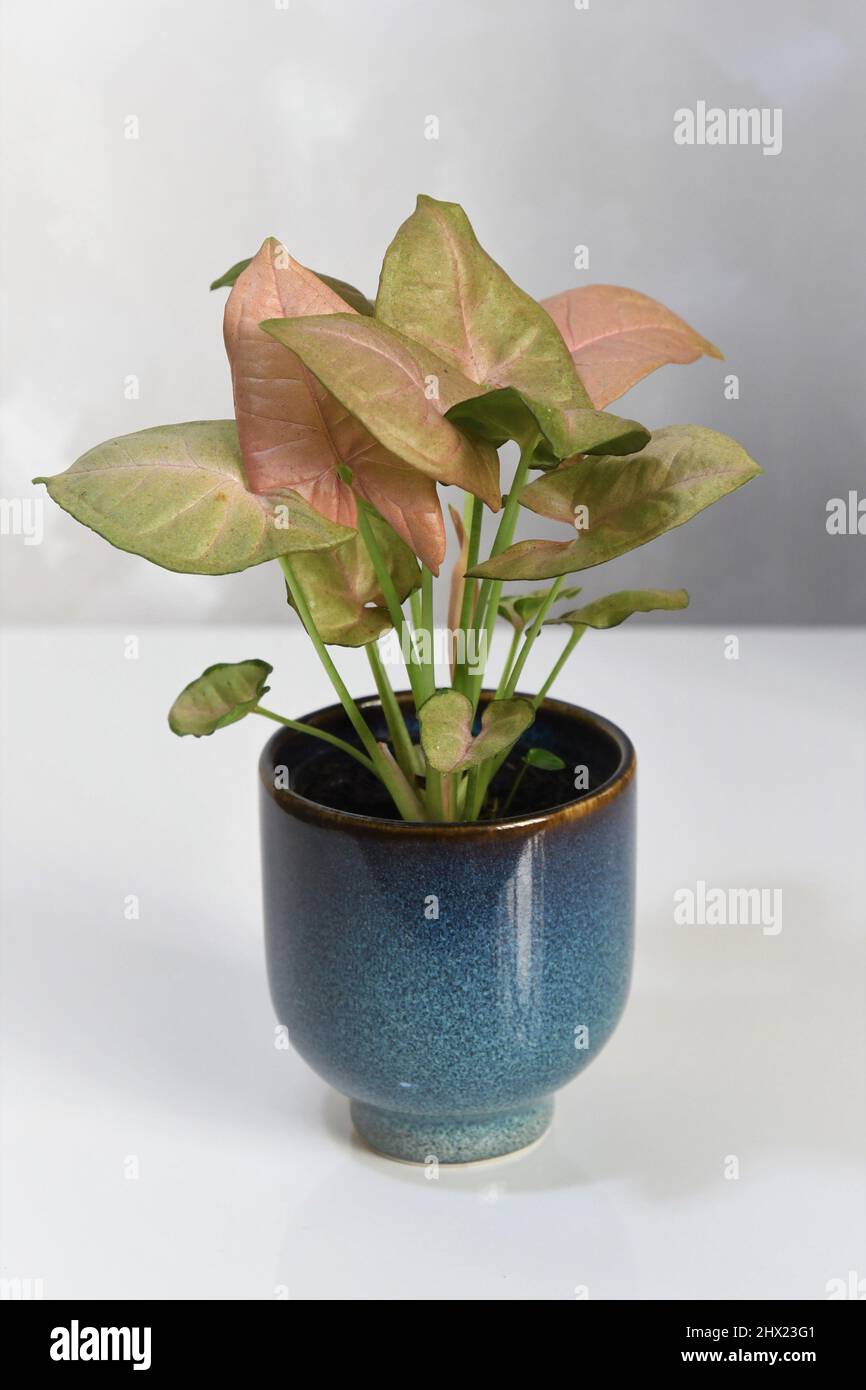 Syngonium podophyllum rosa Robusta. Zimmerpflanze mit rosa und grünen Blättern, isoliert auf weißem Hintergrund. Die Pflanze befindet sich in einem blauen Keramiktopf. Stockfoto
