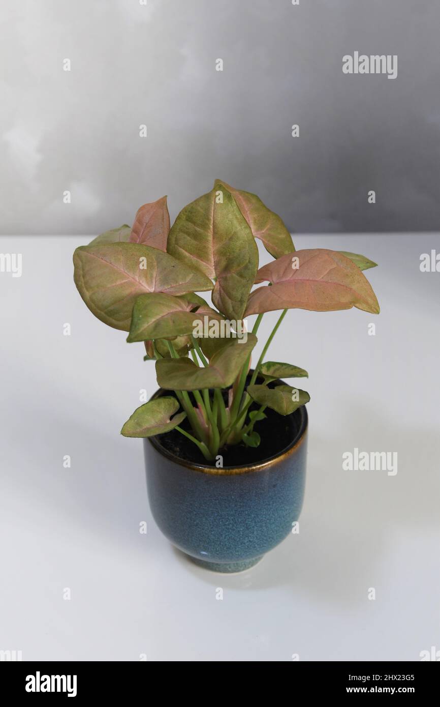 Syngonium podophyllum rosa Robusta. Zimmerpflanze mit rosa und grünen Blättern, isoliert auf weißem Hintergrund. Die Pflanze befindet sich in einem blauen Keramiktopf. Stockfoto