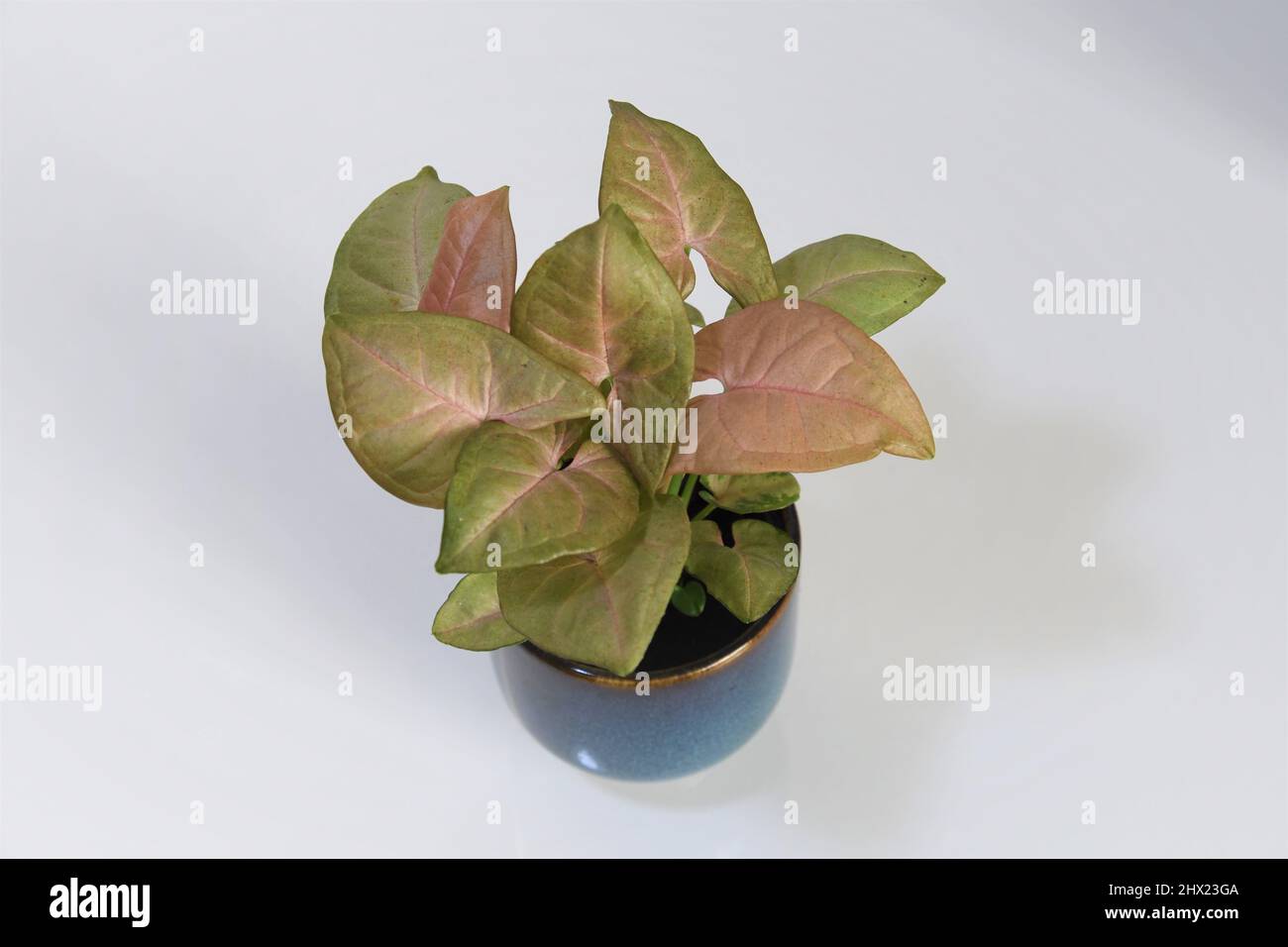 Syngonium podophyllum rosa Robusta. Zimmerpflanze mit rosa und grünen Blättern, isoliert auf weißem Hintergrund. Die Pflanze befindet sich in einem blauen Keramiktopf. Stockfoto