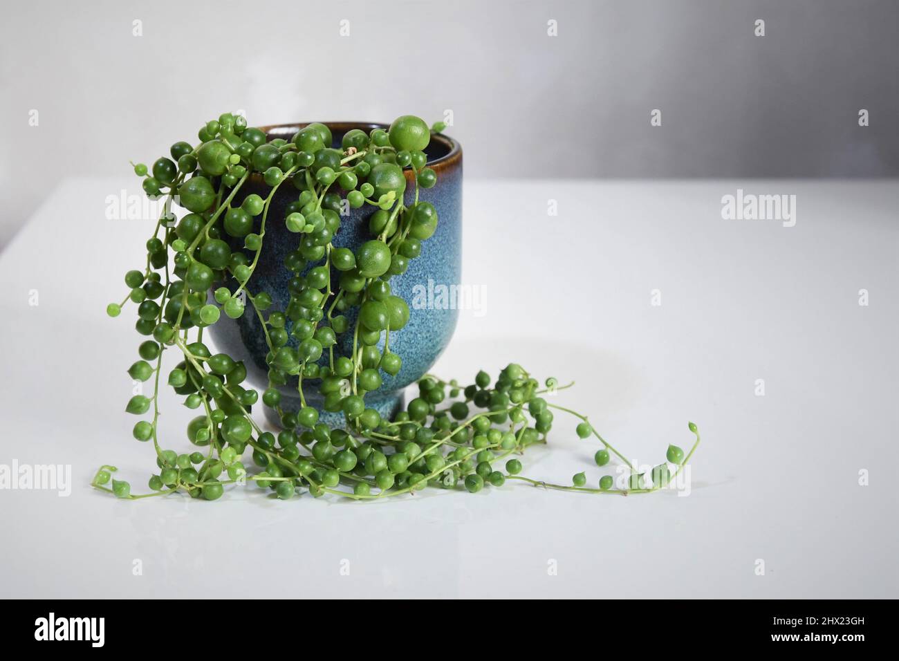 Senecio rowleyanus, Perlenkette, Zimmerpflanze mit runden grünen Blättern in einem blauen Keramiktopf. Isoliert auf weißem Hintergrund, im Landschaftsbild. Stockfoto