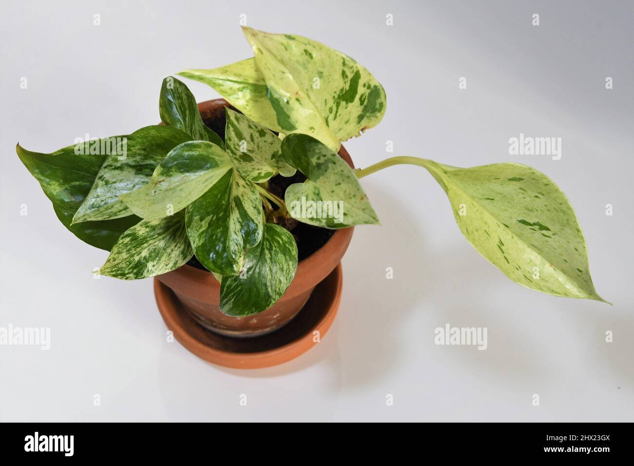 Eipremnum aureum, pothos Marmorkönigin, Zimmerpflanze mit marmorierten grünen und weißen Blättern. Pflanze in braunem Terrakotta-Topf, isoliert auf weißem Regal. Stockfoto