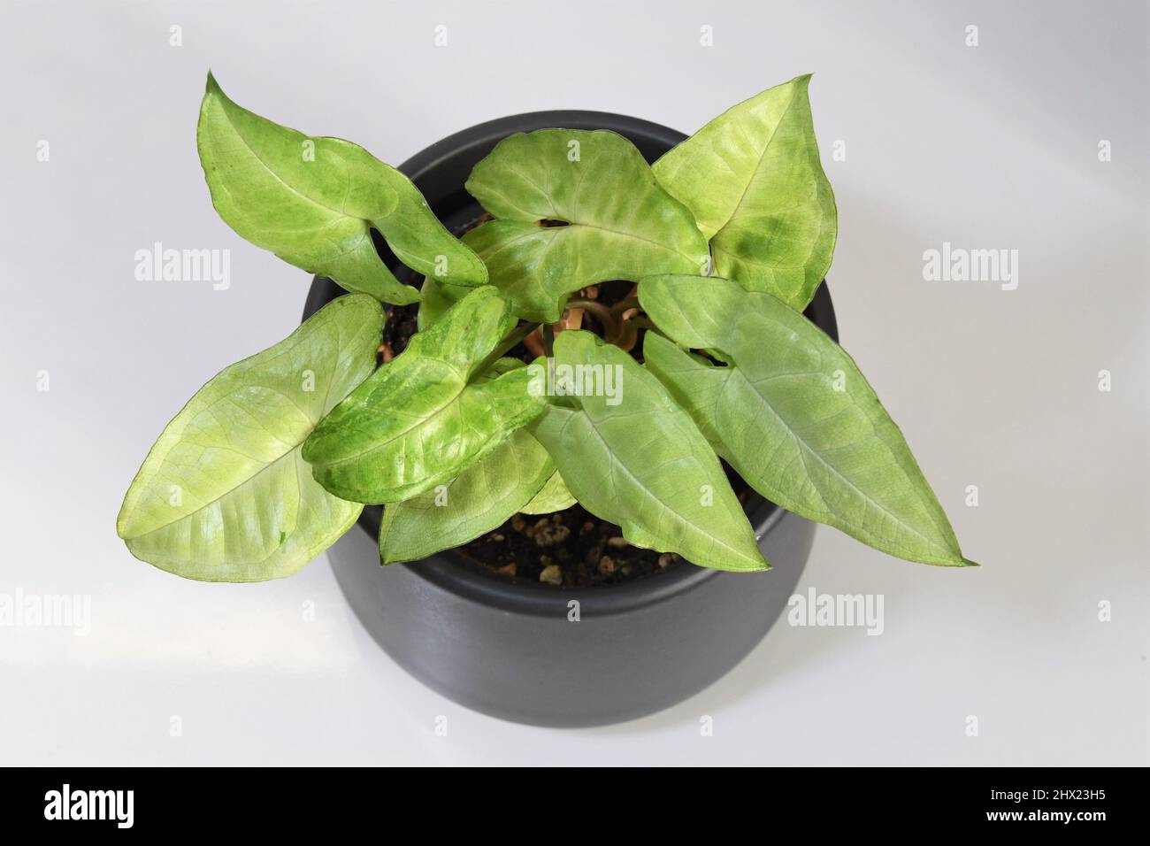 Syngonium podophyllum, weißer Schmetterling, Zimmerpflanze mit grünen und weißen Blättern. Pflanze isoliert auf weißem Hintergrund, von oben, in einem schwarzen Topf Stockfoto