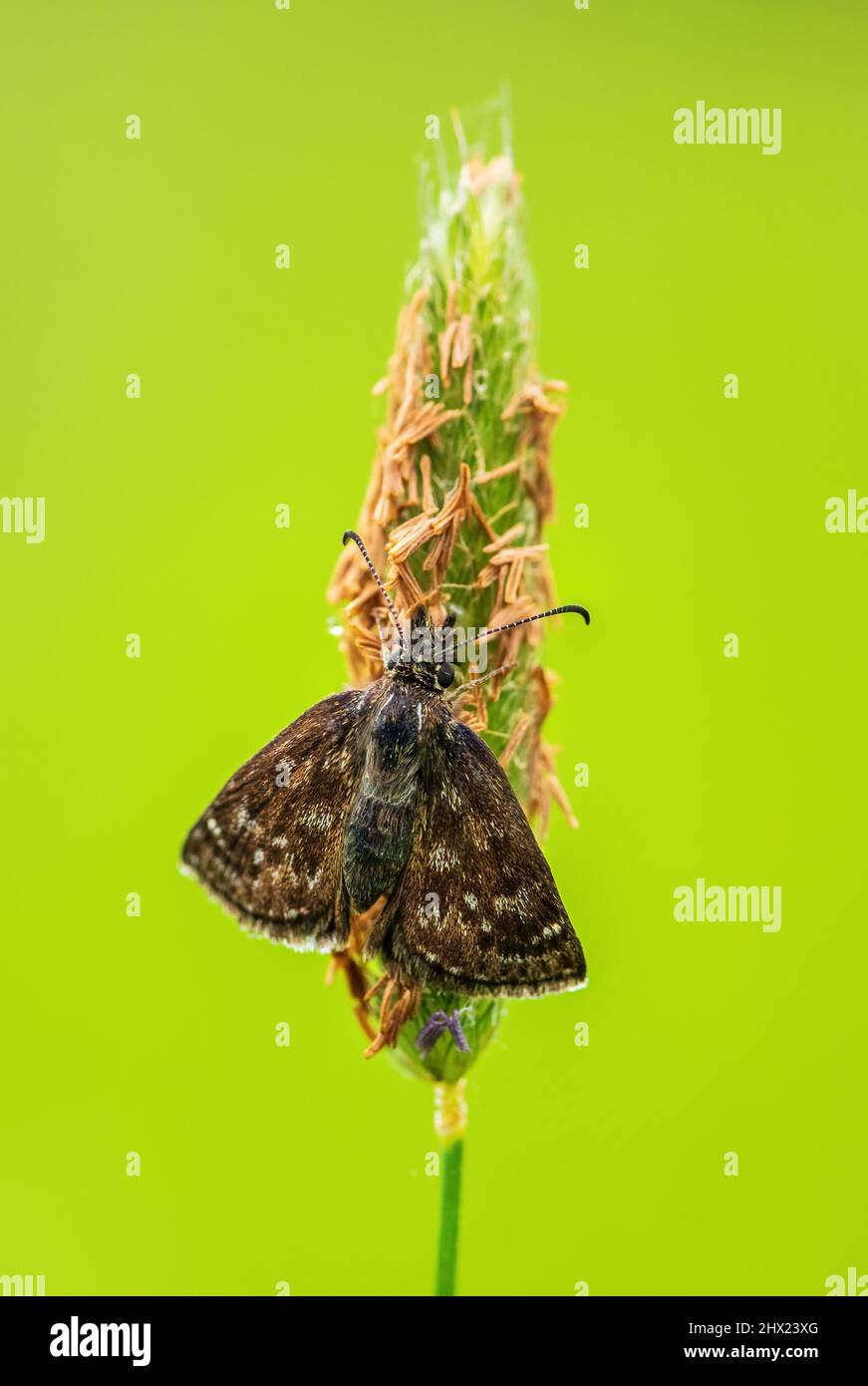 Dingy Skipper - Erynnis-Tages, kleiner brauner Schmetterling aus europäischen Wiesen und Weiden, Weiße Karpaten, Tschechische Republik. Stockfoto
