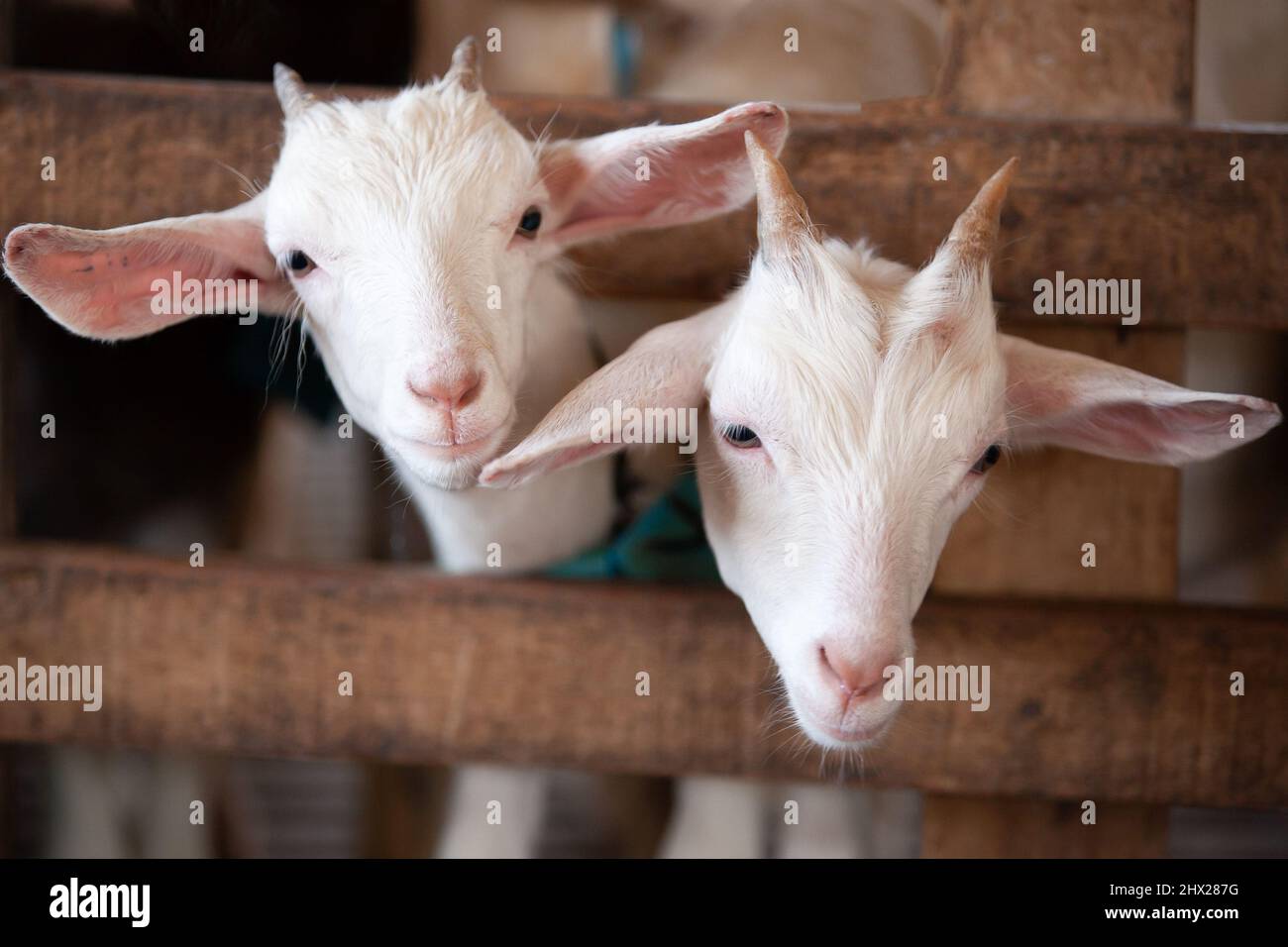 Fröhliche weiße Ziegenkinder, die in einem Holzstand auf einem lokalen Bauernhof herumstehen oder spielen. Konzepte für Landwirtschaft, Viehzucht, Ziegenmilch. Nahaufnahme. Weicher Fokus auf Kinder. Stockfoto