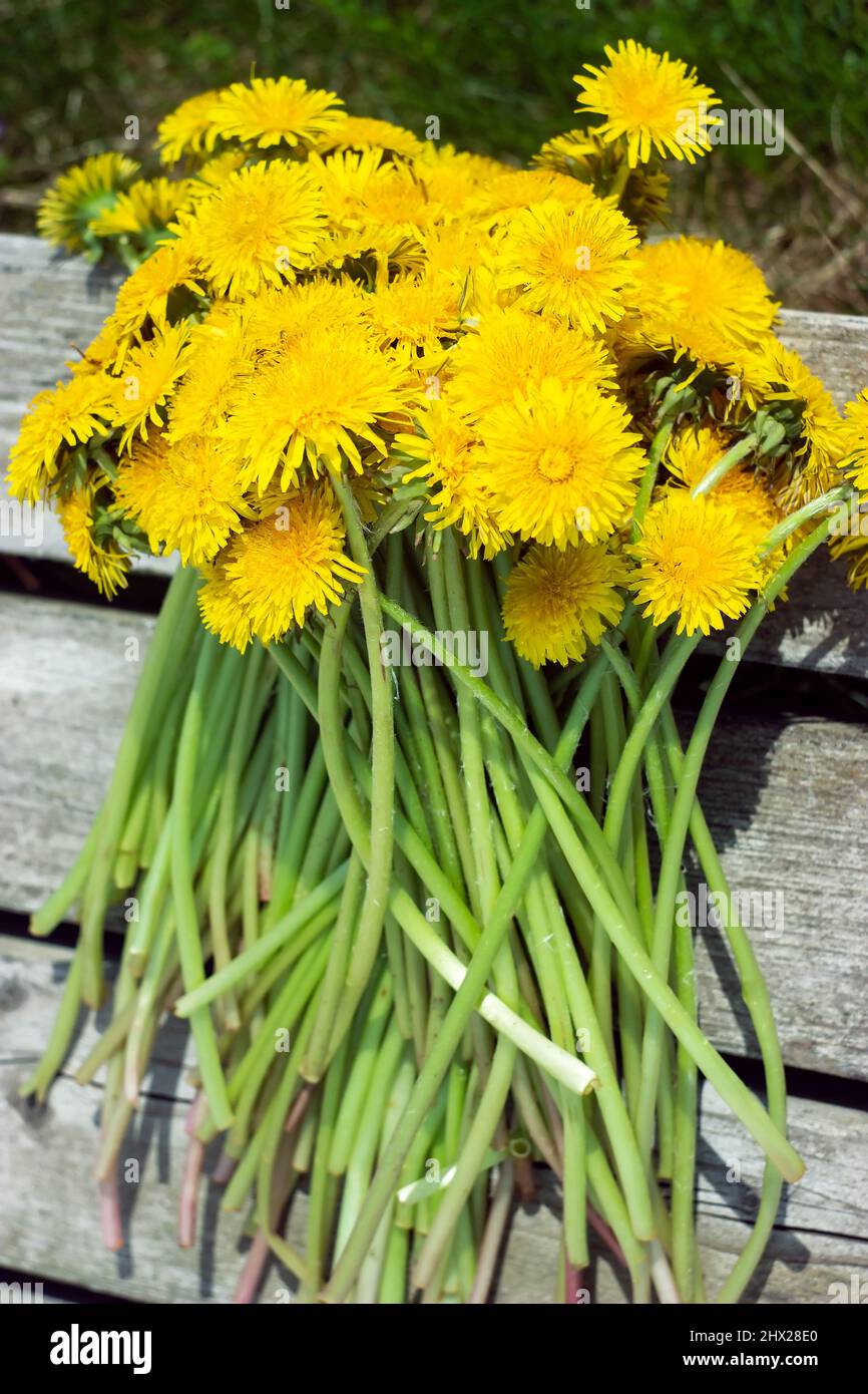 Frisch gepflückte Dandelionen Stockfoto