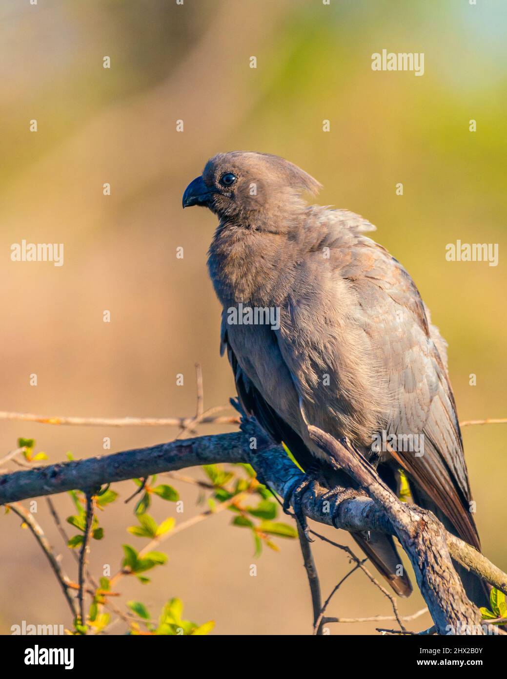 Ein grauer Go-awa-Vogel, der auf einem Zweig in Südafrika sitzt Stockfoto