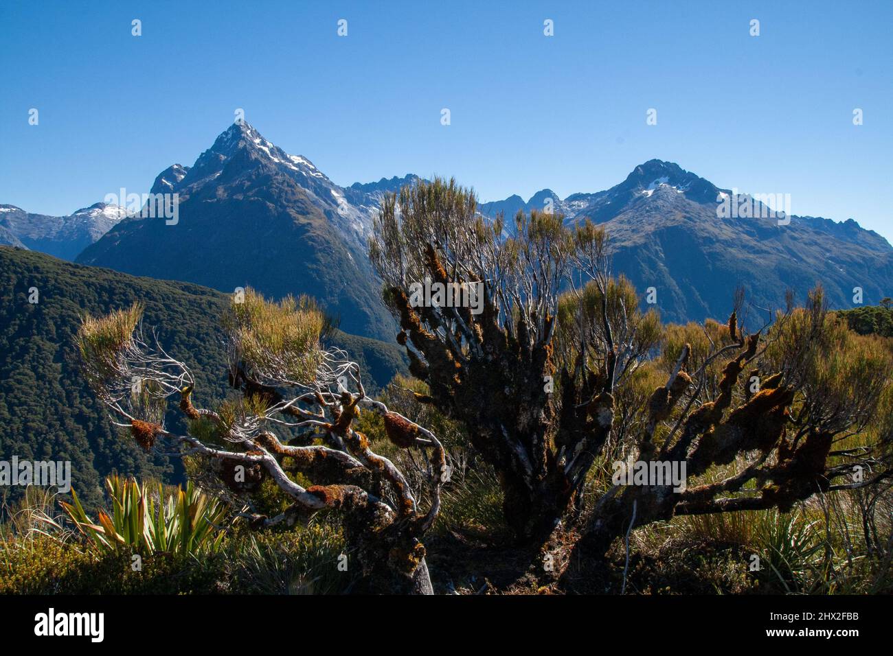 Dracophyllum longifolium, Inaka oder Dragon Leaf Alpine Pflanzen Grasbaum aus Neuseeland, Darran Mountains im Hintergrund, Key Summit Stockfoto