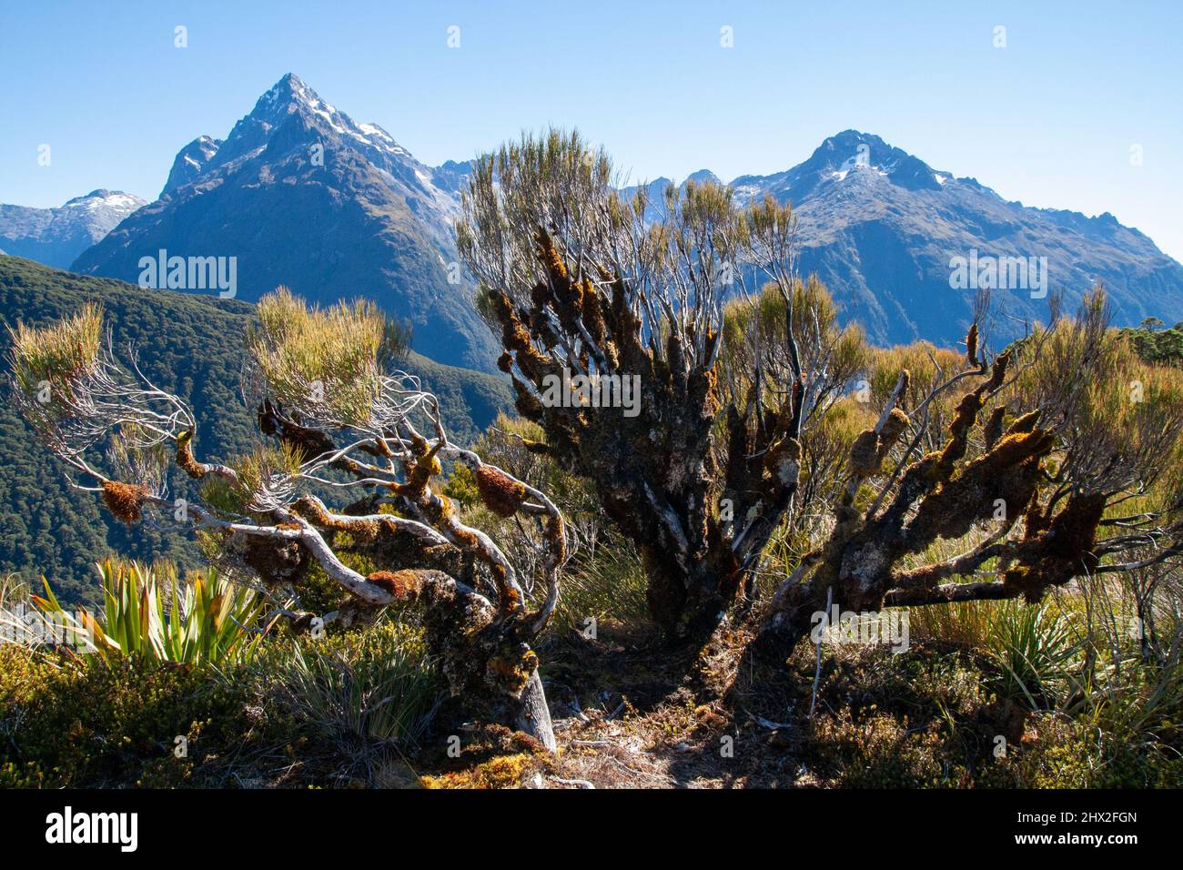 Dracophyllum longifolium, Inaka oder Dragon Leaf Alpine Pflanzen Grasbaum aus Neuseeland, Darran Mountains im Hintergrund, Key Summit Stockfoto