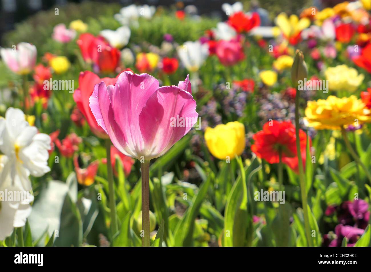 Bunte Frühlingsblumen Feld in Sonnenlicht. Blumenhintergrund. Stockfoto