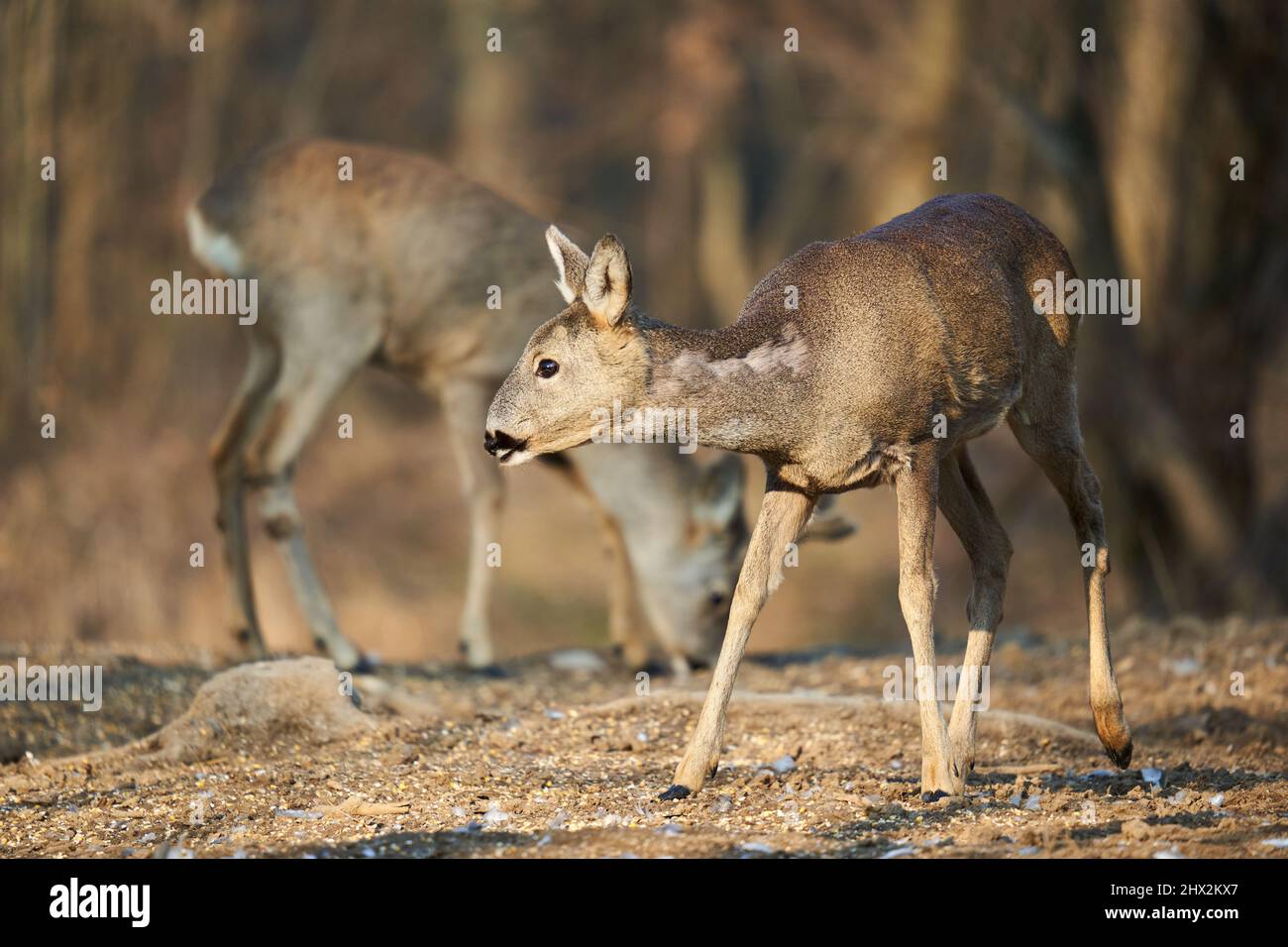 Rehe paarten sich mit Weibchen und RehMännchen, die im Wald nach