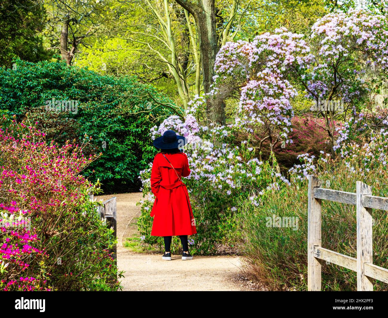 Eine rot gekleidete Dame im Garten der Isabella Plantation im Richmond Park, London Stockfoto