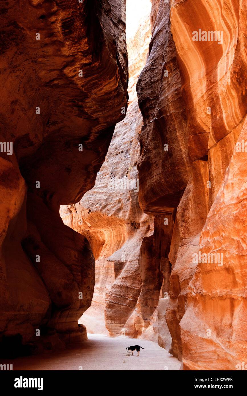 Petra, Siq (schmale Passage, die nach Al-Khazneh führt). Gouvernement mA'an, Jordanien. Stockfoto