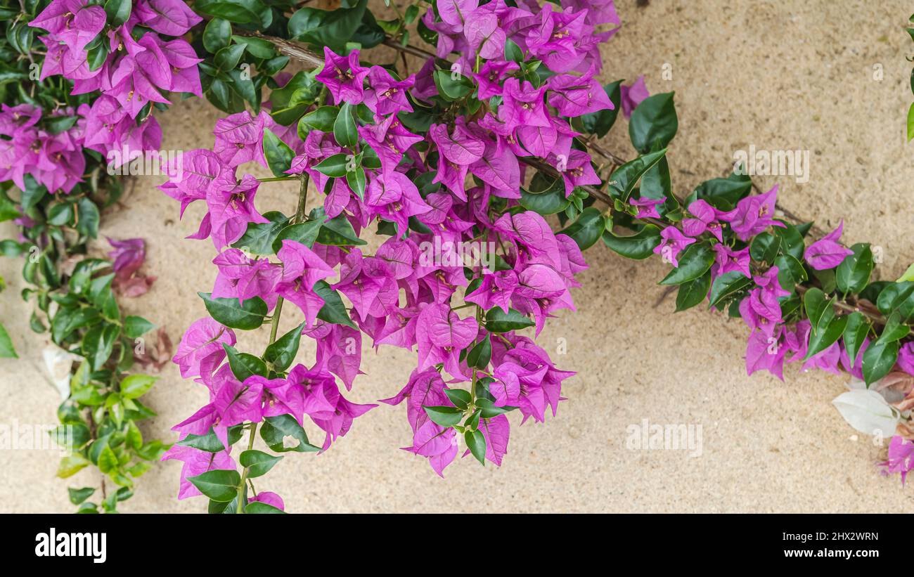 Teil einer wunderschönen magentafarbenen Pflanze mit Strandsand im Hintergrund, der im tropischen Teil von Keta Ghana gefunden wurde Stockfoto