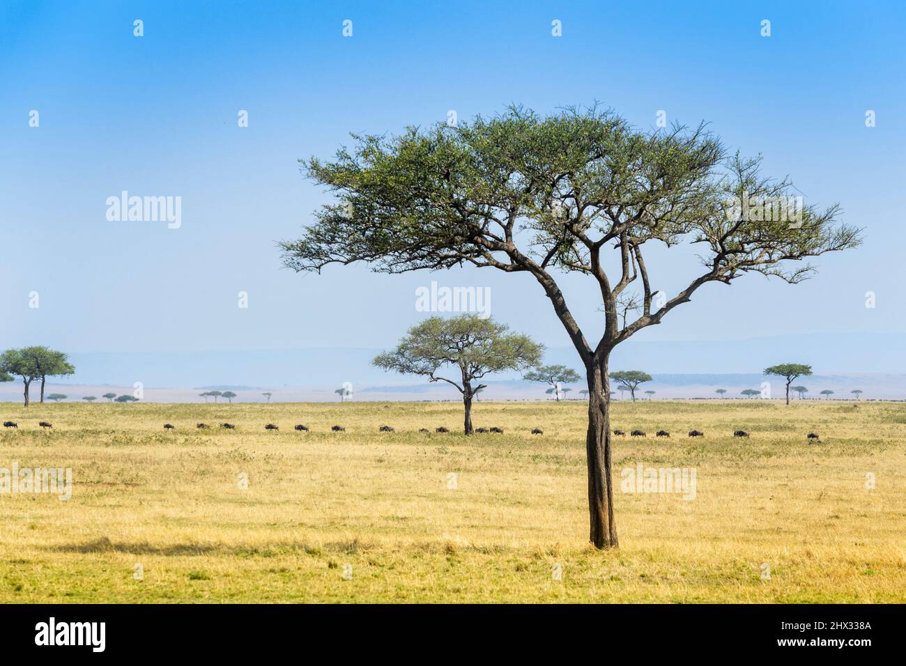 Blue Wildebeest (Connochaetes taurinus)-Herde, die während der großen Wanderung auf Savanne, Serengeti National Park, Tansania, wandert. Stockfoto