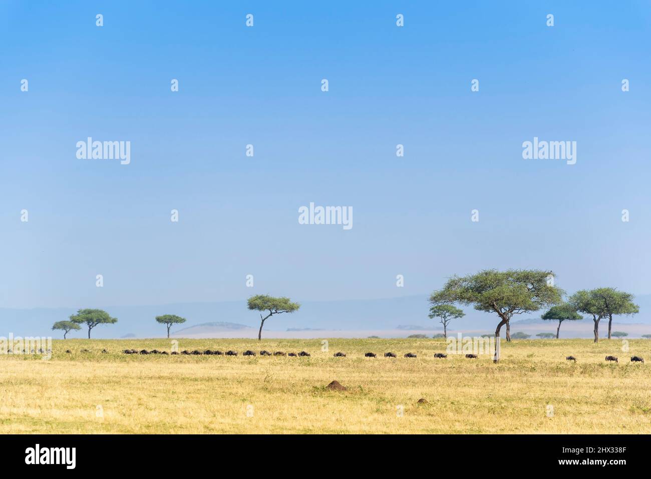 Blue Wildebeest (Connochaetes taurinus)-Herde, die während der großen Wanderung auf Savanne, Serengeti National Park, Tansania, wandert. Stockfoto