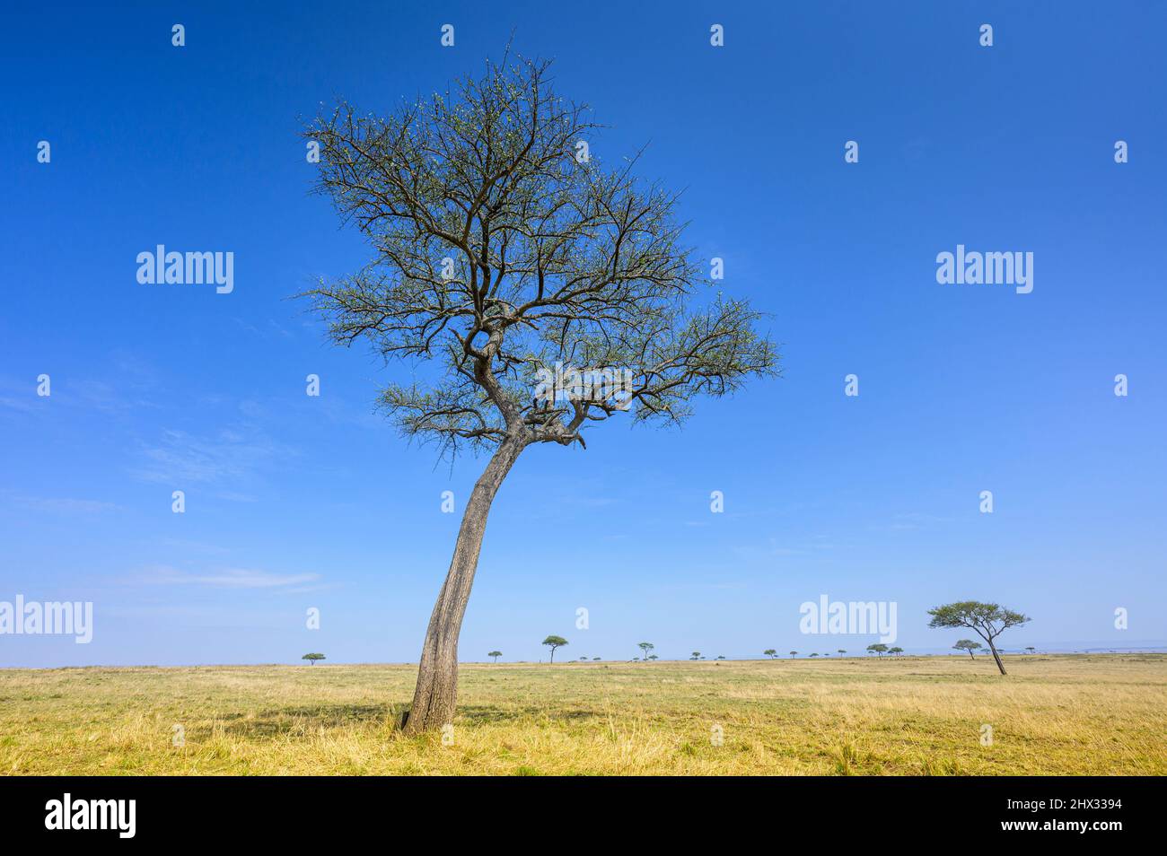 Akazienbaum auf der Savanne, Serengeti Nationalpark, Tansania. Stockfoto