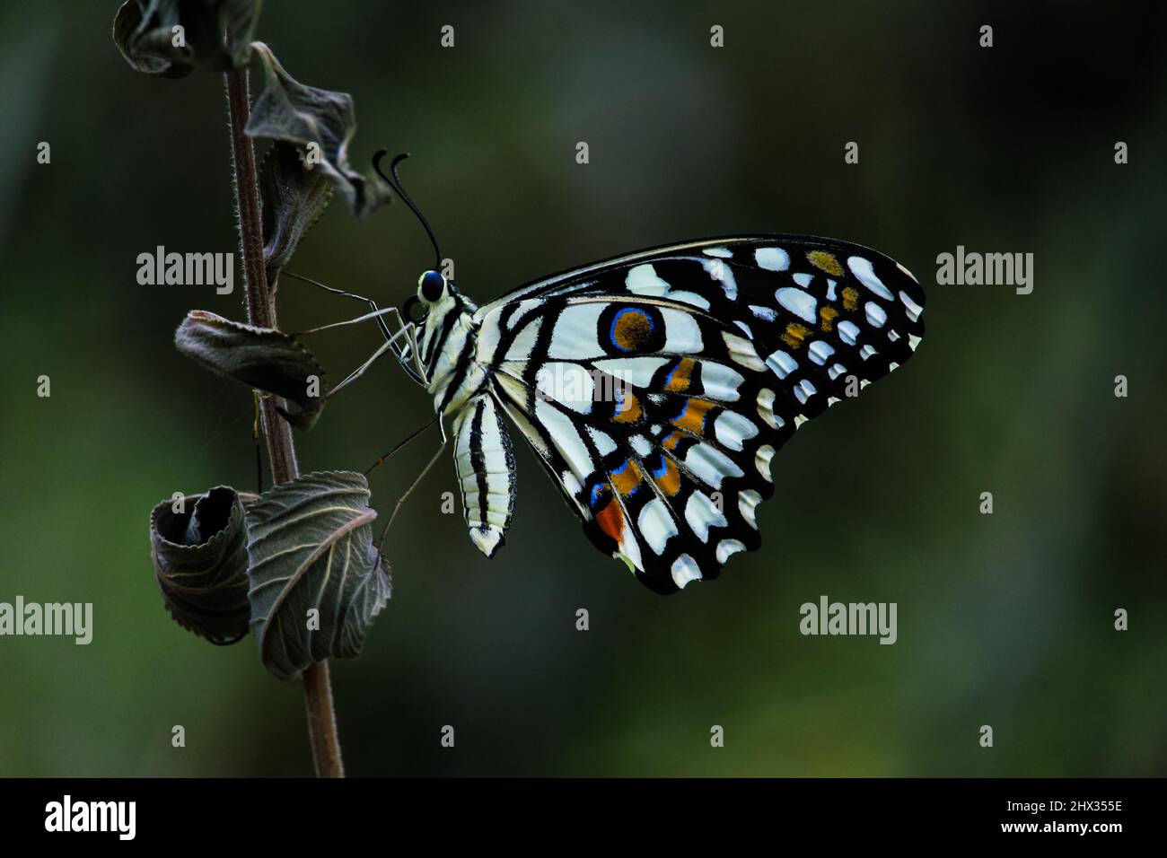 Ein wunderschöner LimettenabSchmetterling (Papilio demoleus) auf einem Zweig mit einem wunderschönen unscharfen Hintergrund Stockfoto