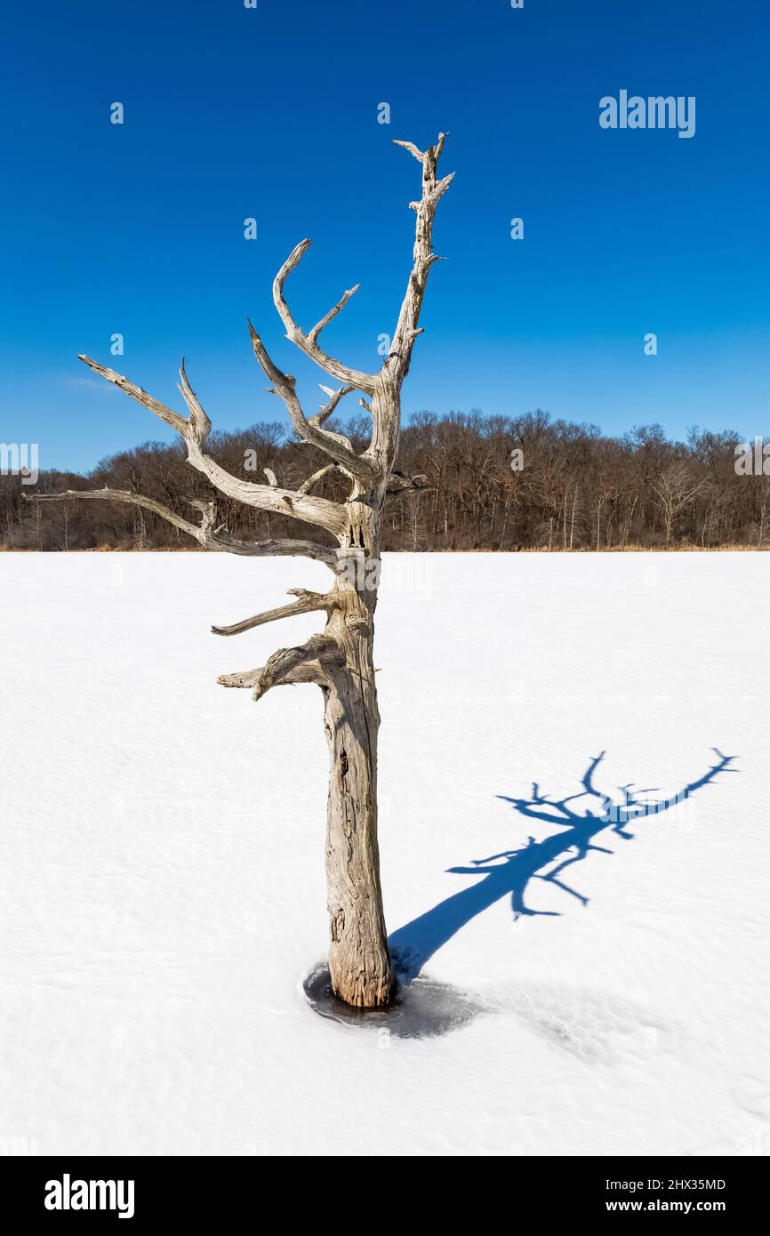 Einteiler Baum, der einen Schatten auf den gefrorenen Hall Lake im Ott Biological Preserve, Calhoun County, Michigan, USA wirft Stockfoto