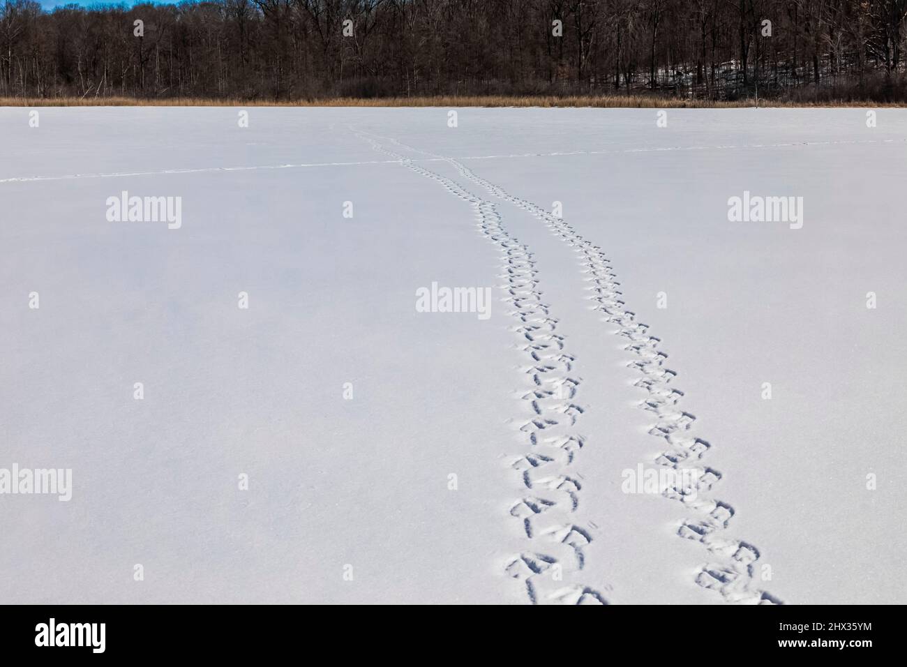 Mute Swan, Cygnus olor, Gleise, die den verschneiten Hall Lake in Calhoun County, Michigan, USA, durchqueren Stockfoto