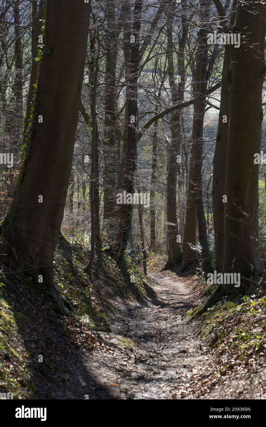 Wanderweg in der Nähe von Sint-Martens-Voeren in der Region Voer in Belgien im Winter Stockfoto