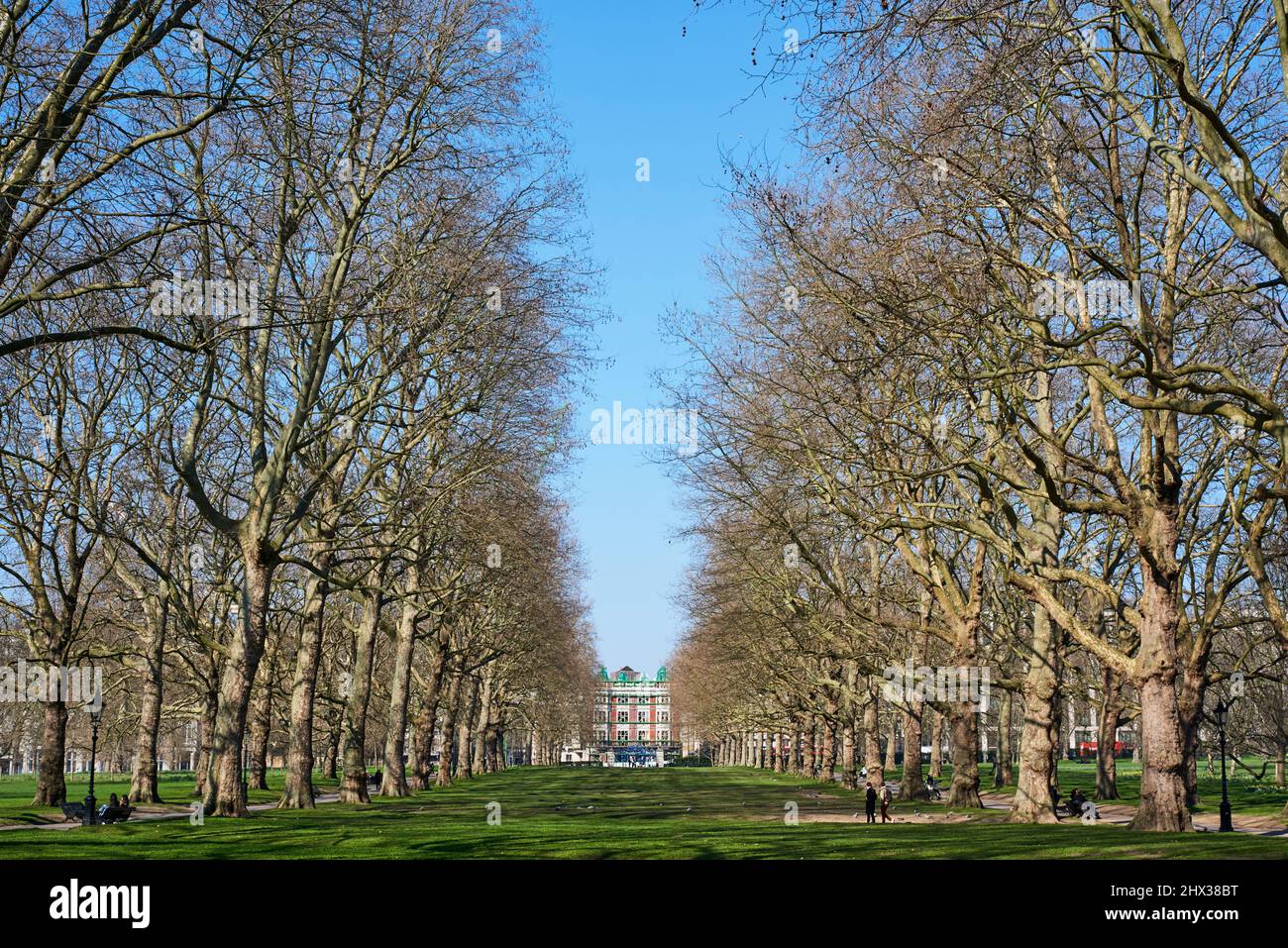 Von Bäumen gesäumte Avenue im Green Park, im Zentrum von London, Großbritannien, mit Blick nach Norden in Richtung Piccadilly Stockfoto