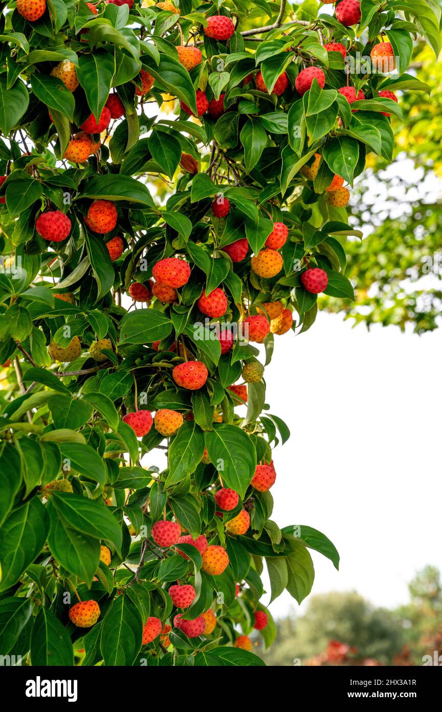 Dalmatinische erdbeere Fotos und Bildmaterial in hoher Auflösung Alamy