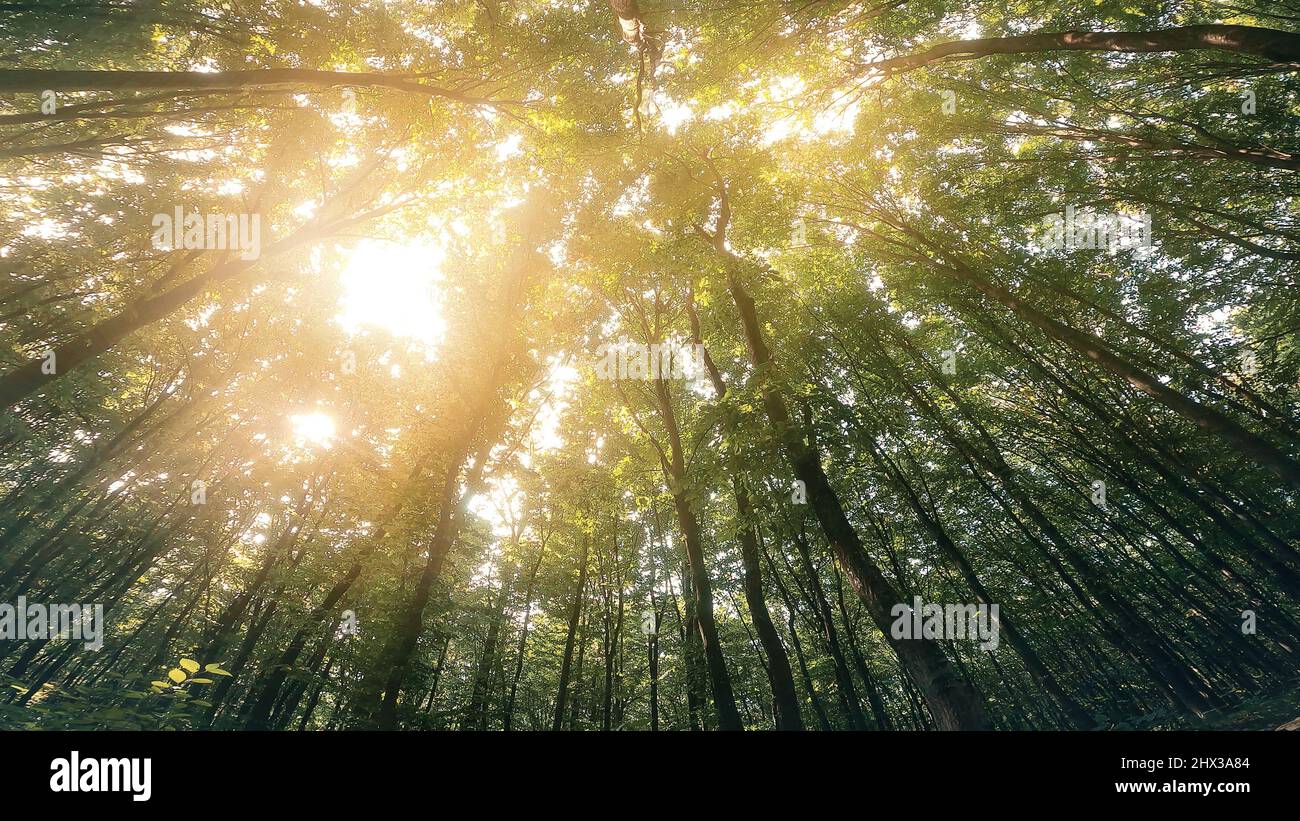 Sonnenstrahlen brechen durch die grünen Baumkronen. Atmosphärisches Bild des Sonnenlichts. Life-Konzept. Stockfoto