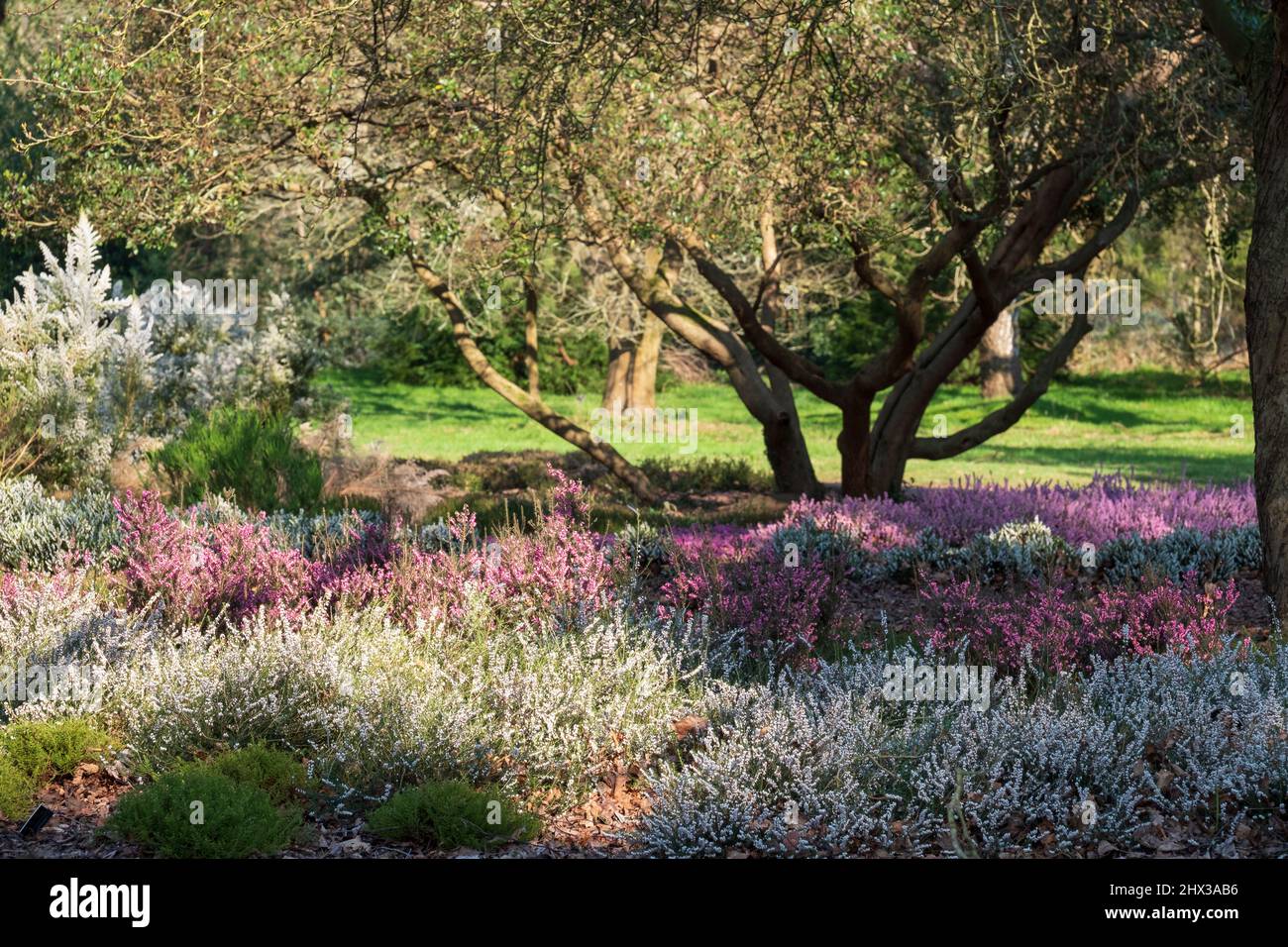 Bunte calluna vulgaris niedrig blühende Heidekraut-Blüten wachsen im Frühling unter den Bäumen im Garten in Wisley, Woking, Surrey UK. Stockfoto