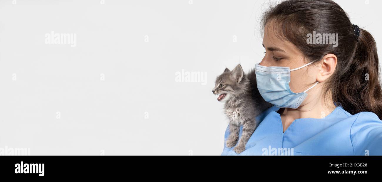 Langes Banner für die Tierklinik. Tierarzt und Kätzchen. Labor und Behandlung von Katzen, Ort für Text. Stockfoto