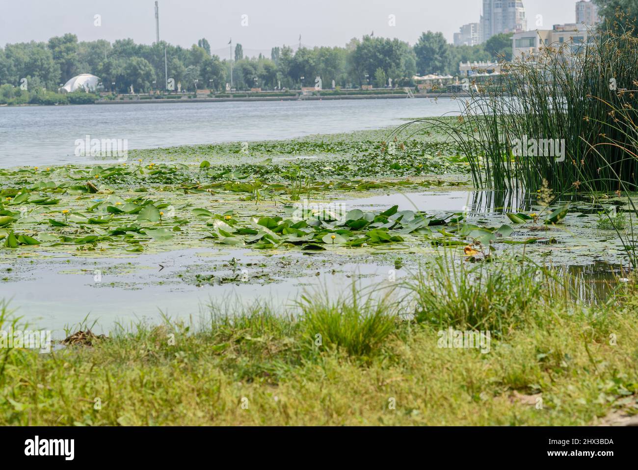 Der Stausee ist mit grünen Pflanzen und Lilien bedeckt. Stockfoto
