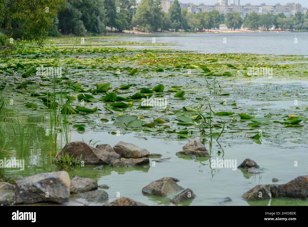 Der Stausee ist mit grünen Pflanzen und Lilien bedeckt. Stockfoto