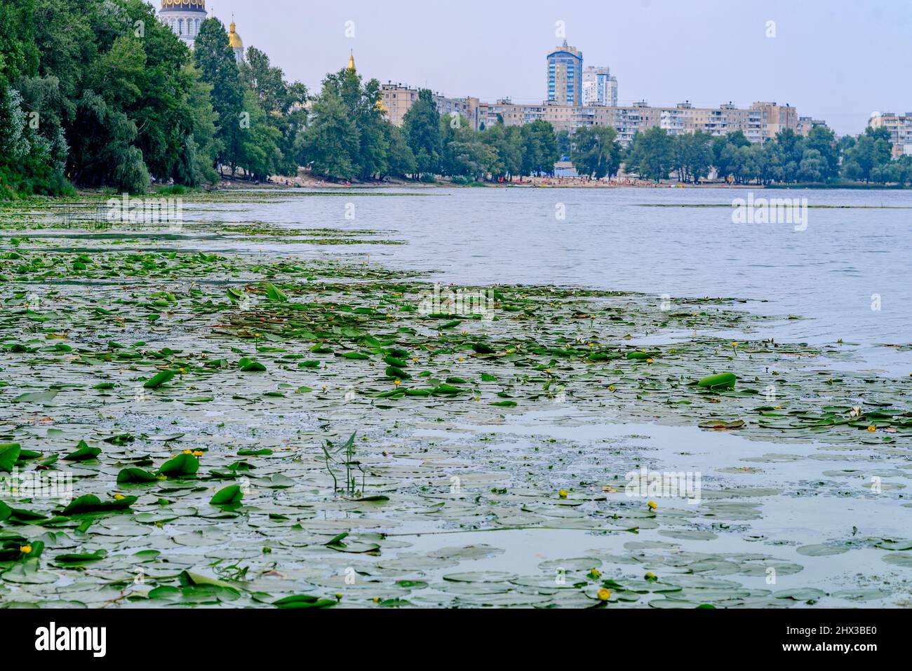 Dnepr in Kiew, mit Lilien bedeckt. Stockfoto