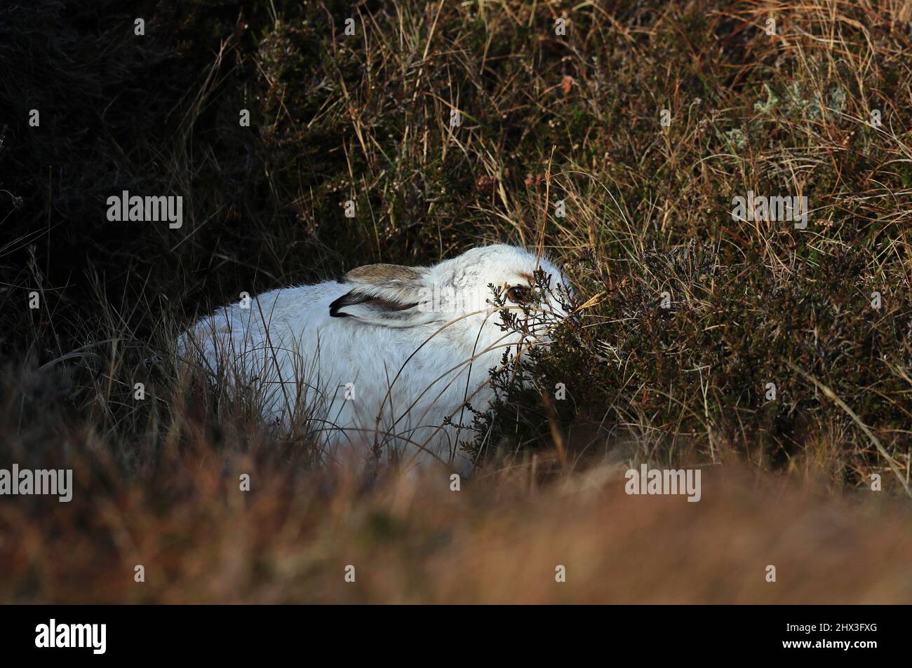 Berghare, Lepus timidus, in weißem Wintermantel, Shetland, Schottland, Großbritannien Stockfoto