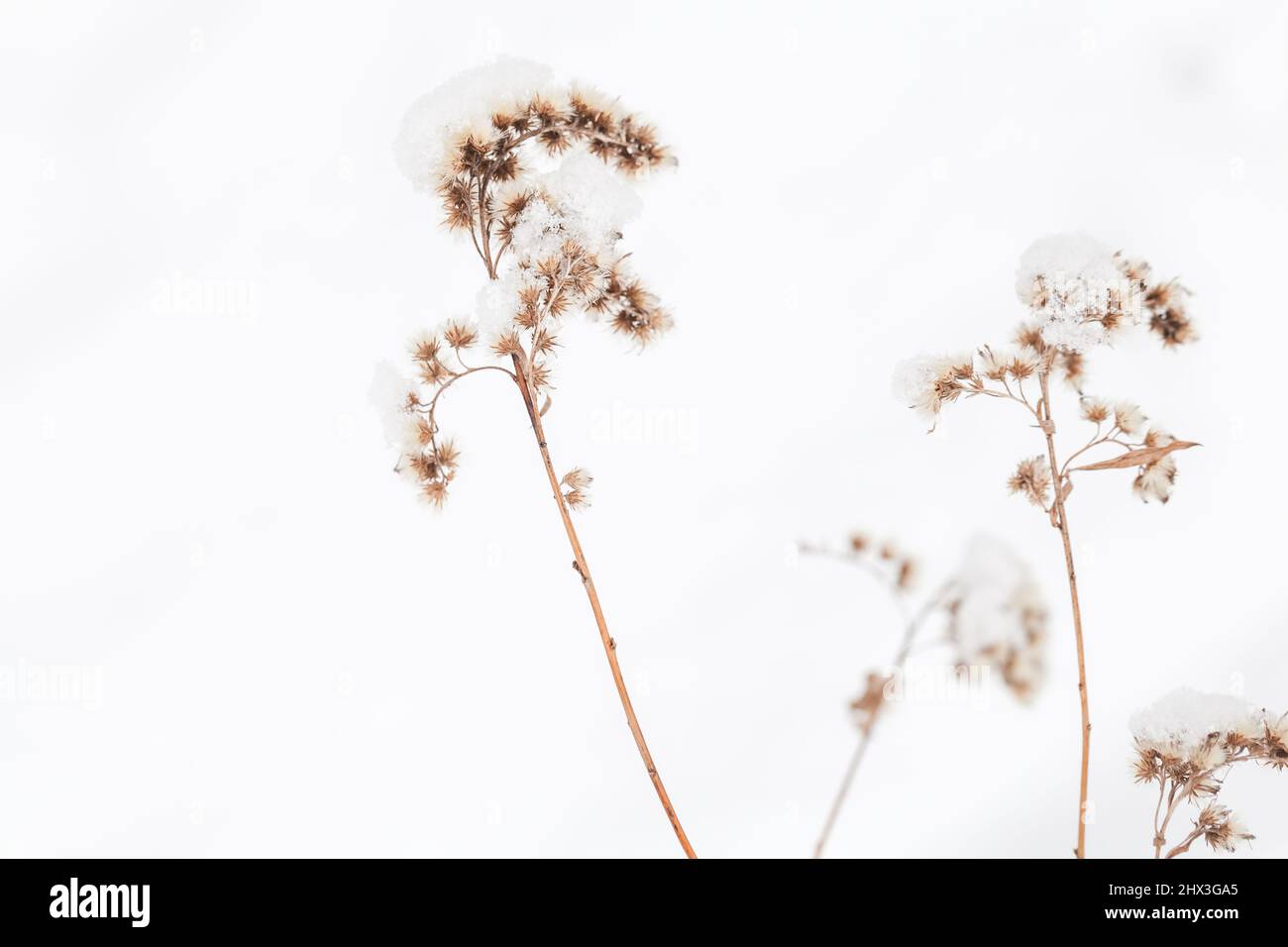 Trockene, schneebedeckte Blumen, Nahaufnahme des Winterfotos mit selektivem Weichfokus, natürlicher Hintergrund Stockfoto