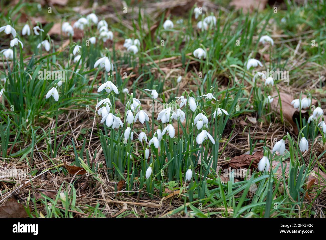 Wunderschöne Schneeglöckchen blühen im Frühling im Wald Stockfoto