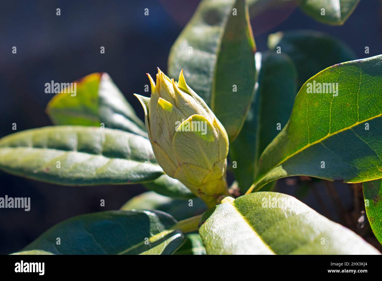 taxus baccata wurzelware Eibe (15 - 30 cm) als kräftige Wurzelware main image 0