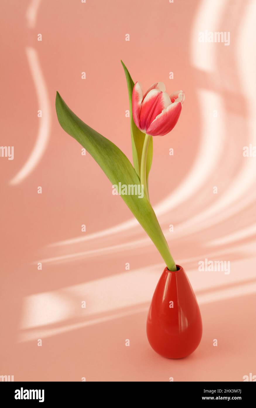 Einzelne rote Tulpe mit Schatten von Vorhängen auf rosa Hintergrund Stockfoto