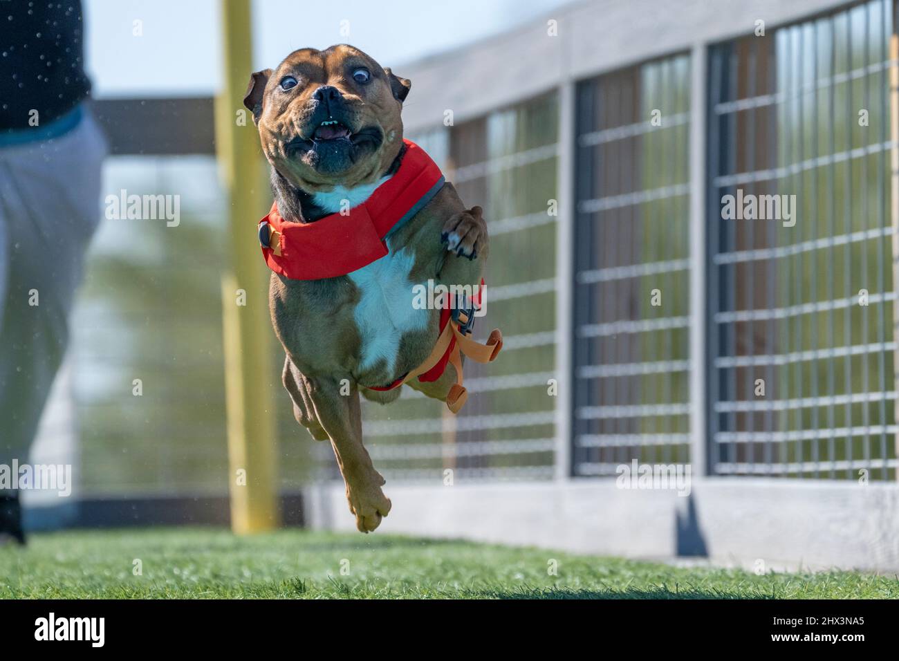 Terrier Hund macht ein lustiges Gesicht, bevor sie von einem Dock in den Pool springen Stockfoto
