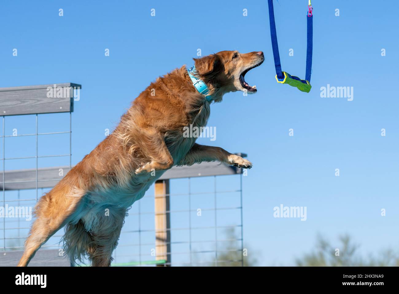 Golden Retriever Hund springt von einem Dock und im Begriff, ein Spielzeug zu greifen Stockfoto