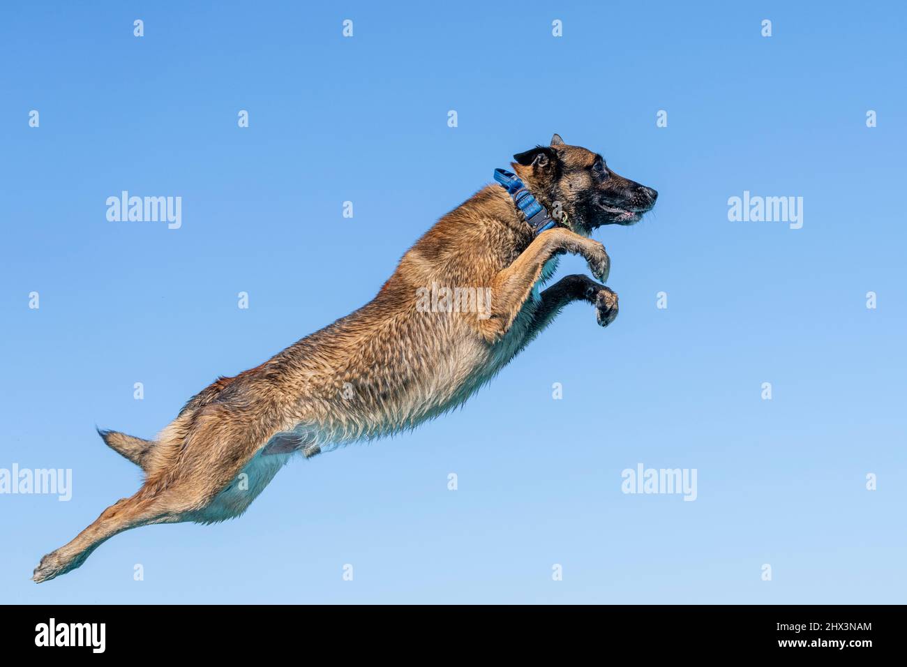 Malinois Hund gegen einen blauen Himmel, nachdem er von einem Dock gesprungen ist Stockfoto