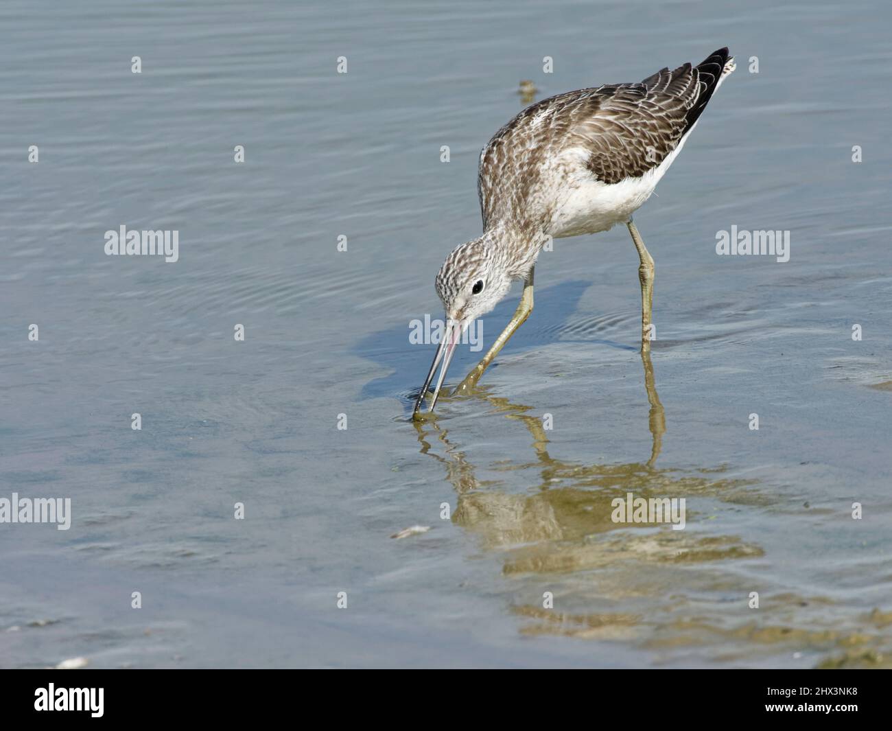 Greenshank (Tringa nebularia), die am Rand eines Süßwasserpools Nahrungssuche macht, Gloucestershire, Großbritannien, September. Stockfoto